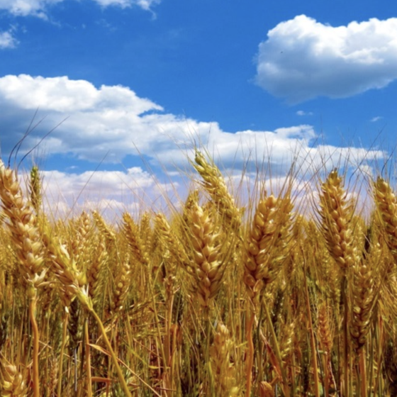 Polish Export Simplification of Ukrainian Products 