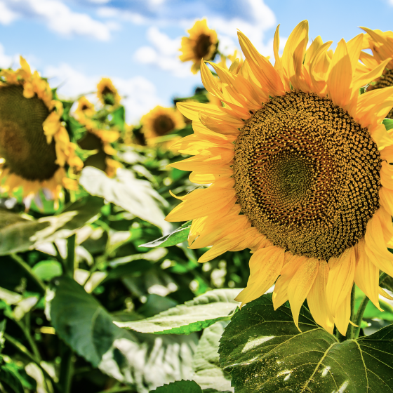 $132 Mln to Restore the Agricultural Sector of Ukraine