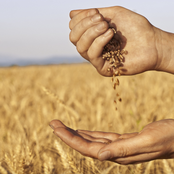 The EU Commission Lifted Blockade From Ukrainian Grain      