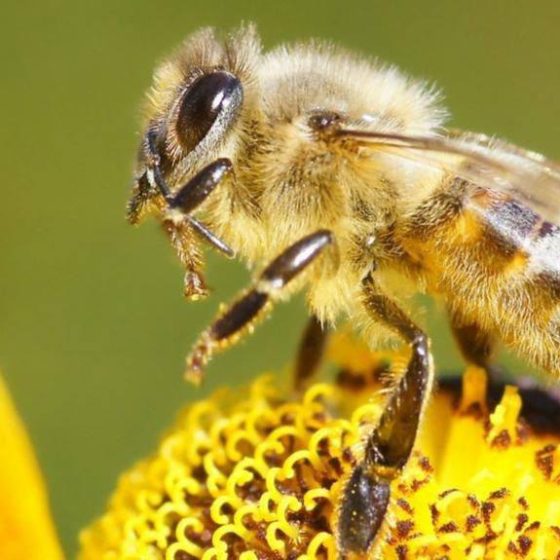 Ukraine Earned $120 Mln on Honey Export