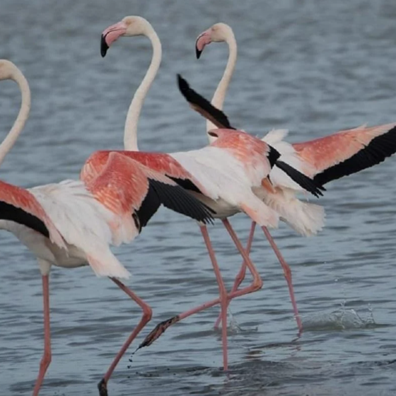 Flamingos Seasonly Returned to Ukraine 
