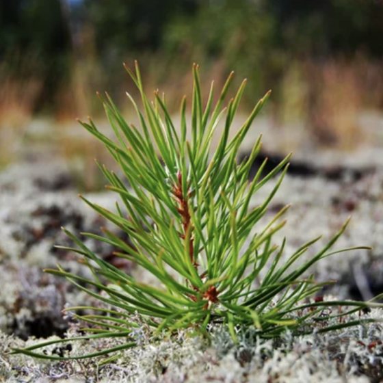 Ukraine Restores Its Forests