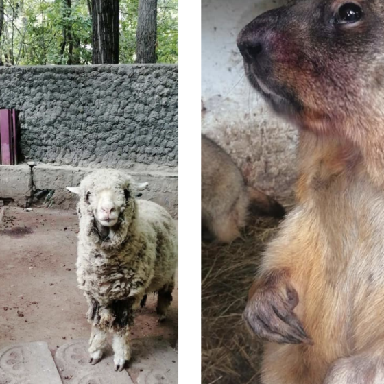 Over 300 Animals Drowned in Local Zoo of Nova Kakhovka