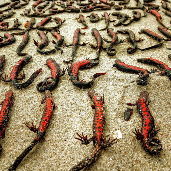 Russians Kill Red Book Animals of Ukraine