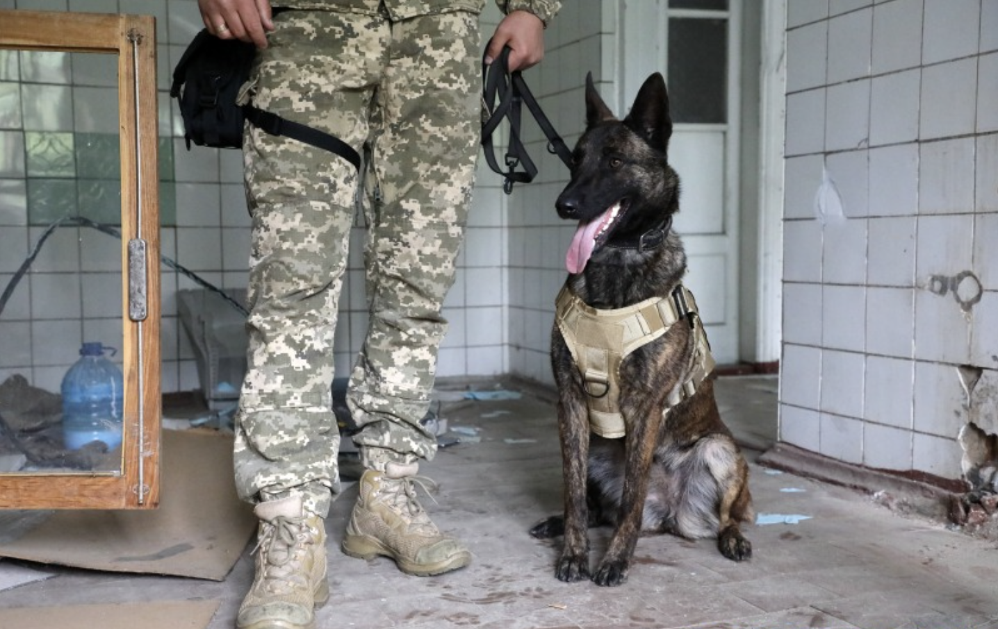 Mine Detection Dogs of Ukraine. Photos - GTInvest