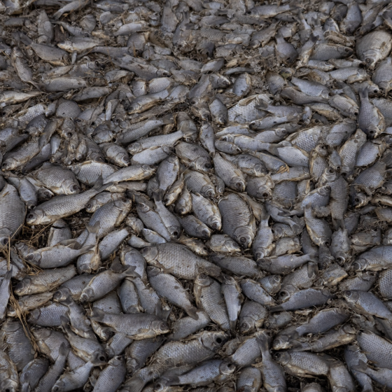 Black Sea Pollution Monitoring