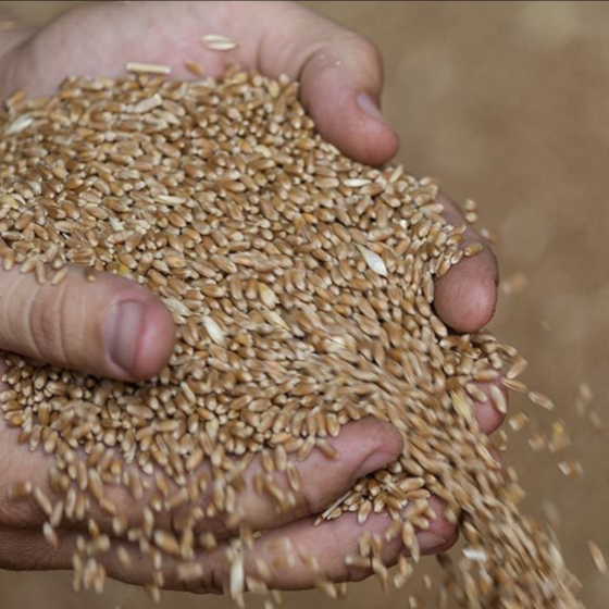 Plan in Case of Russia’s Withdrawal From the Grain Agreement