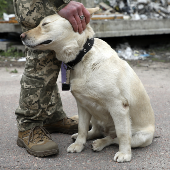 Almaz, Bessie and Rita — Mine-Search Dogs in the AFU
