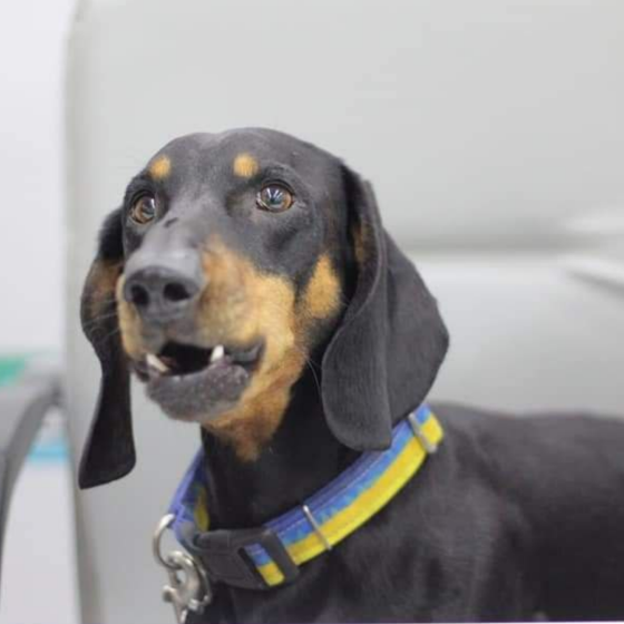 World Society of 4-Paw Volunteers Founded in Ukraine