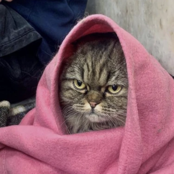 Kyiv Funds Animal Shelters