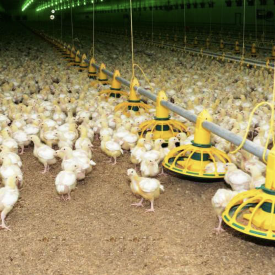 Investing in a Poultry Farm in the West of Ukraine