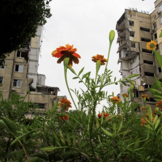 The House in Dnipro Bloomed With Flowers