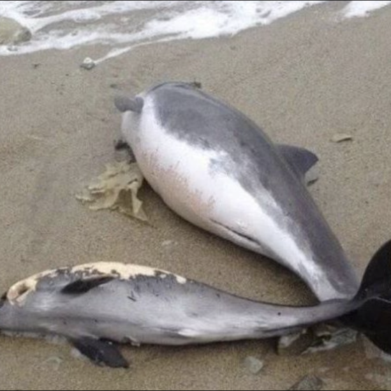 War Kills Dolphins in Ukraine