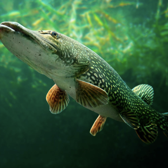 Ukraine and Norway’s Fish Production Cooperation
