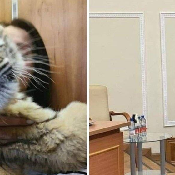 Russians Killed a Tiger Cub From Mariupol