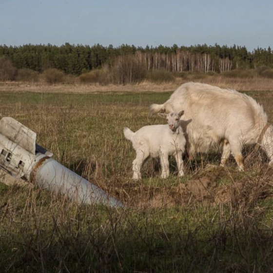 $70 Bln — Russian War’s Damage to the Environment of Ukraine