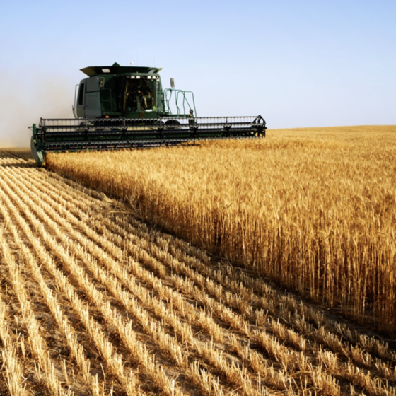Russia Sells Stolen in Ukraine Grain to African Countries From $300/Ton