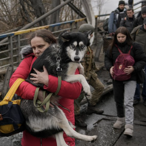 Ukraine Launch an Obligatory Single State Register of Animals