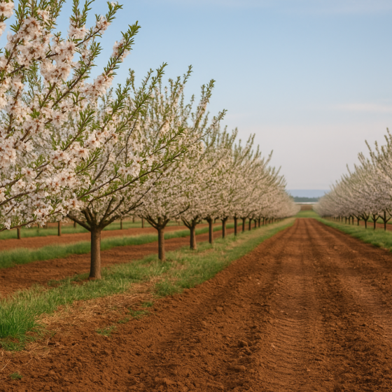 Almonds May Become Ukraine’s Next Big Orchard Crop