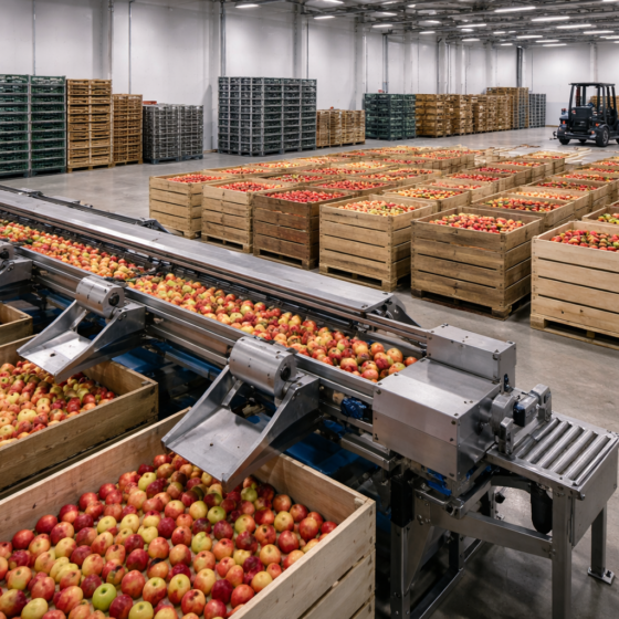 Apple packing facility in Ukraine with presorting conveyor line, bins and crates, no text
