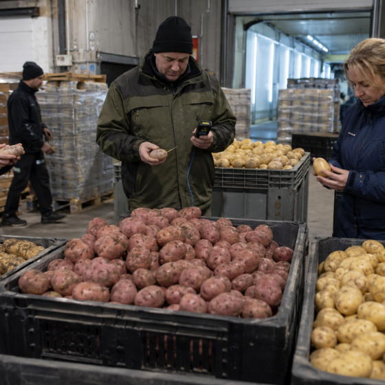 Ukraine imports 19,100 tonnes of potatoes in the first five months of 2026
